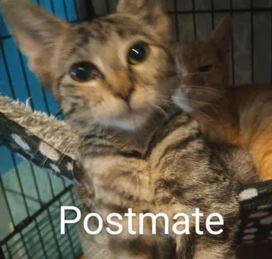 Photo of Post Mate 8648