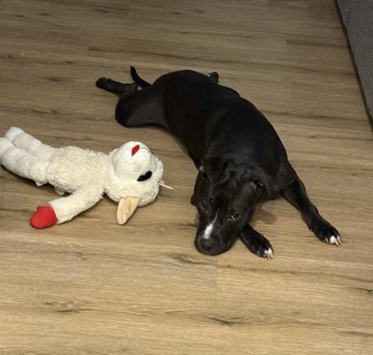 Photo of Kali