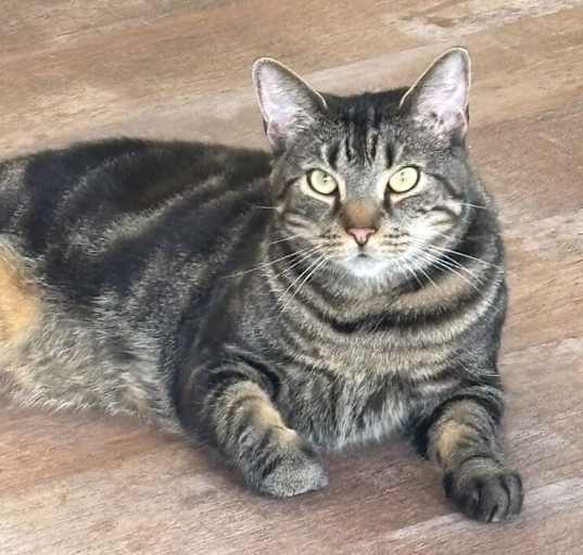 Photo of Bella