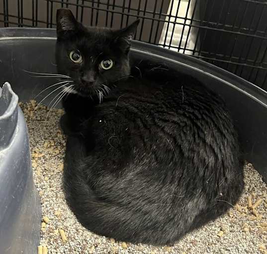 Photo of mama cat