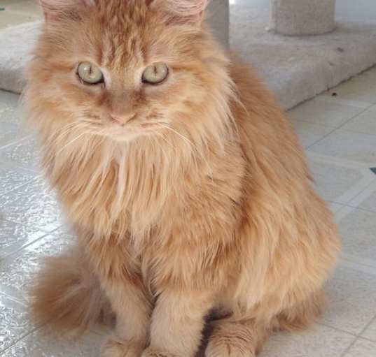 Photo of Nelly