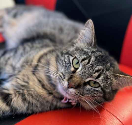 Photo of Indy
