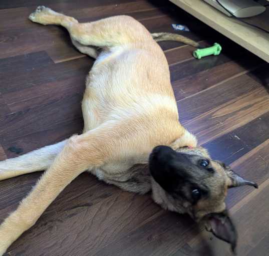 Photo of Honey