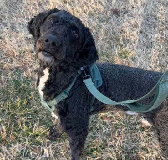 Photo of Moose