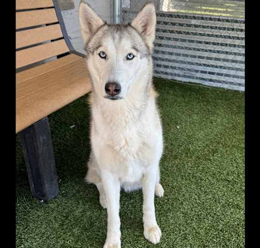 Photo of Juniper