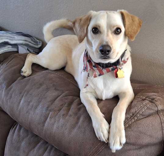Photo of Dave the dog