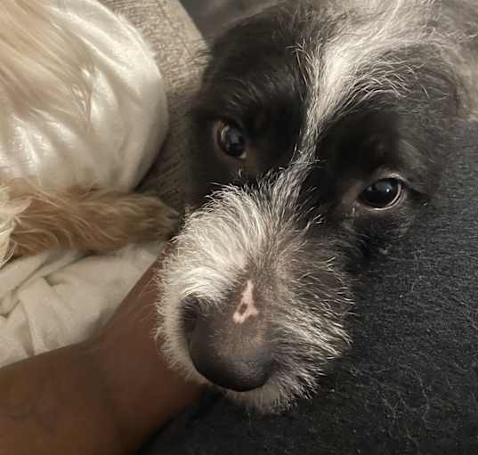 Photo of Mister