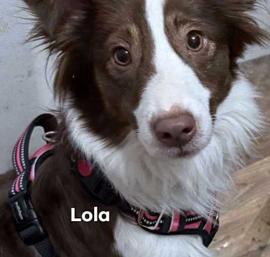 Photo of Lola