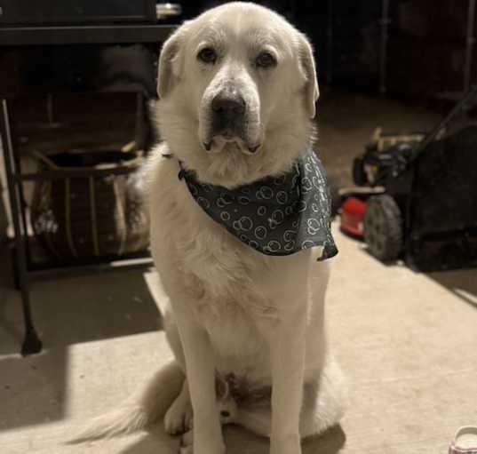 Photo of Lobo
