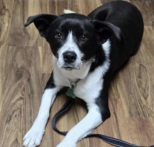 Photo of Star