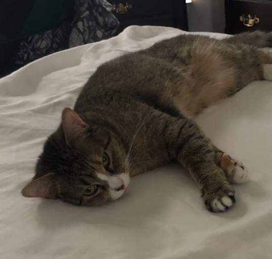 Photo of Luna