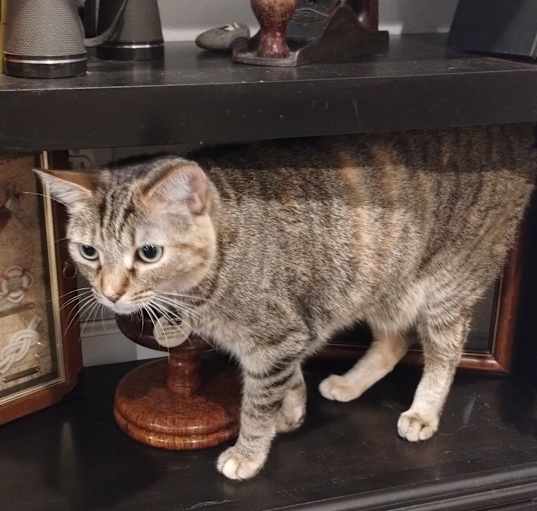 Photo of Katana