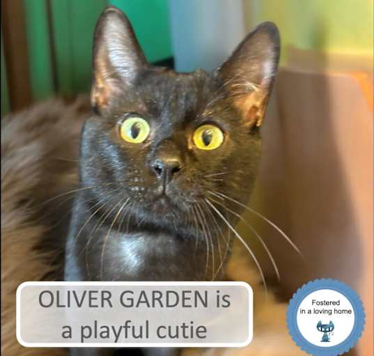 Photo of Oliver Garden