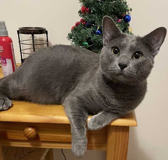Photo of Ash