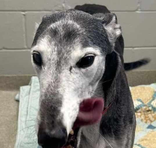 Photo of Hondo
