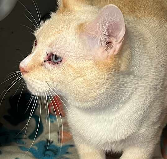 Photo of Coconut