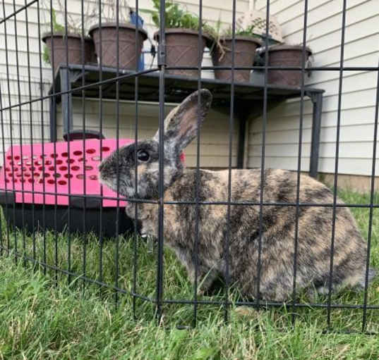 Photo of Gertrude