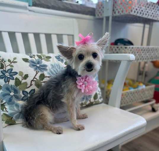 Photo of Ginger Grace