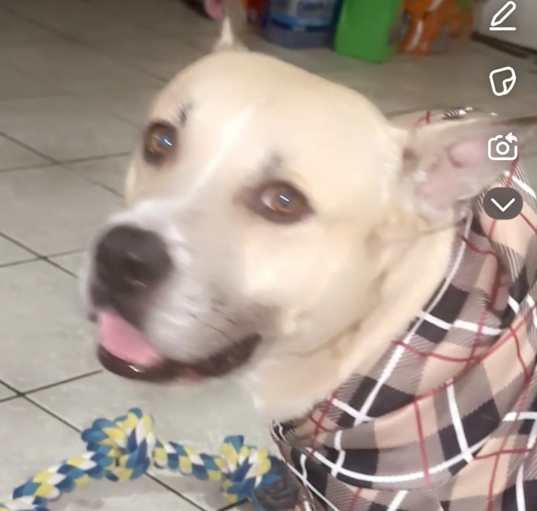 Photo of Ace