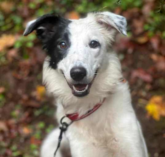 Photo of Rosie
