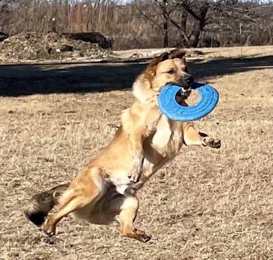 Photo of Buddy