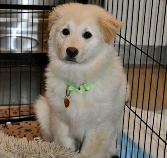 Photo of Dori