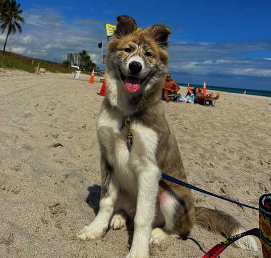 Photo of Shiloh