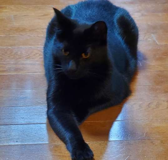 Photo of Smokey