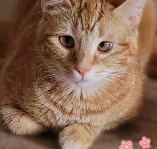 Photo of Apricot