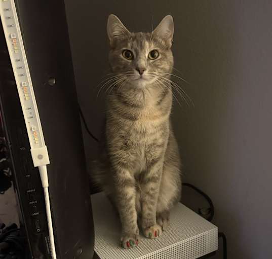 Photo of Nezuko