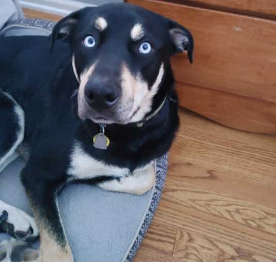 Photo of Thor