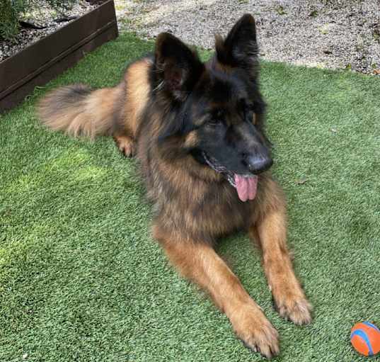 Photo of Romeo