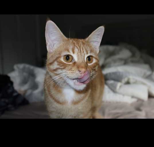 Photo of Ollie