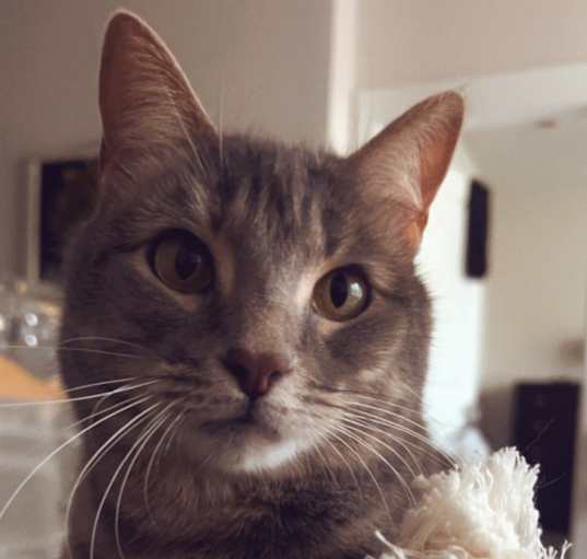 Photo of Rue