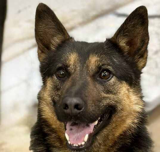 Photo of Sapphire