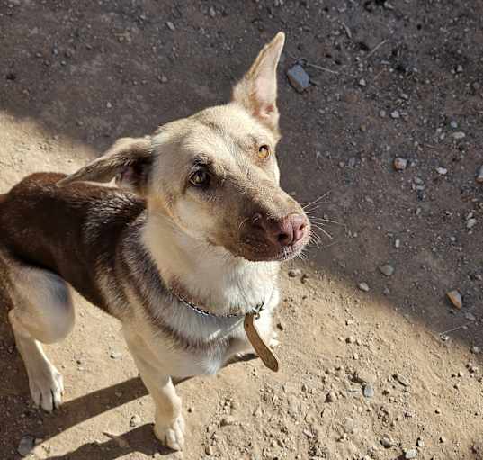 Photo of Nova