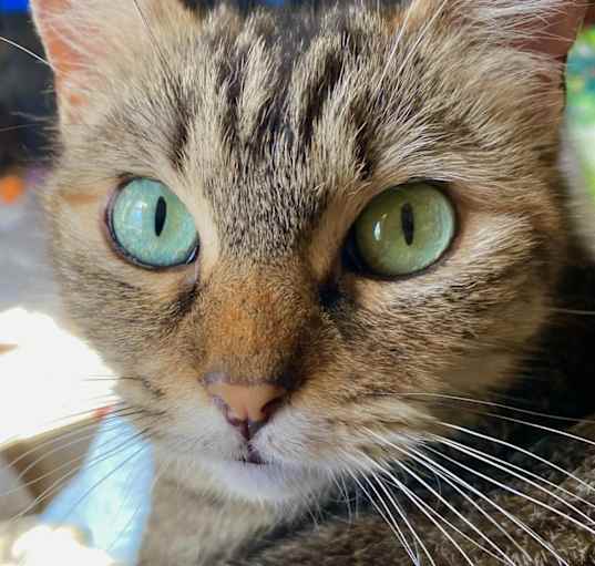 Photo of Ronnie (Lap Cat)