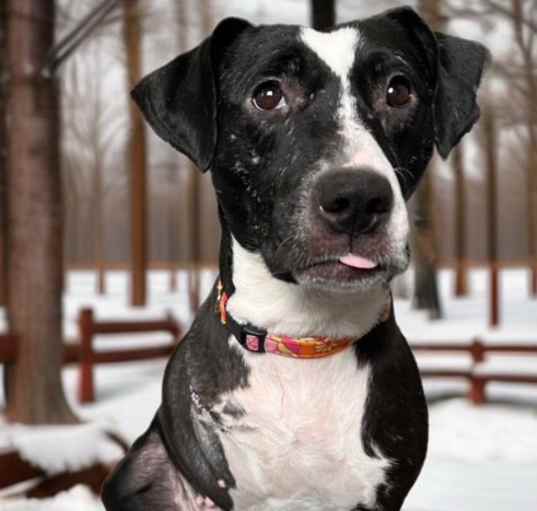 Photo of Stella