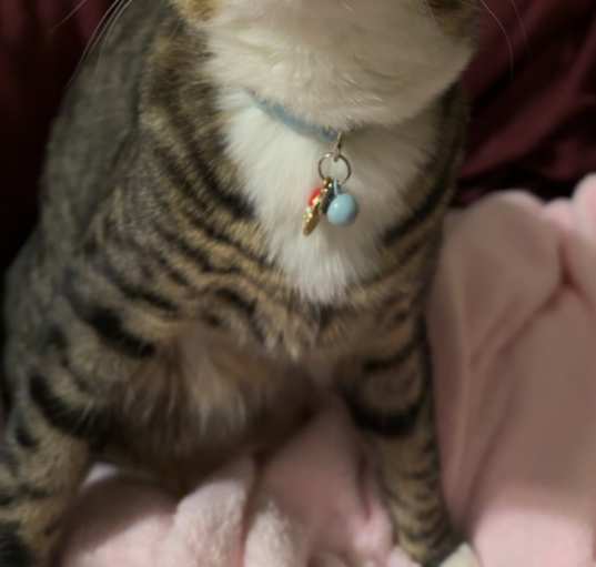 Photo of Rocky