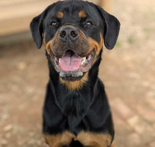Photo of Poncho