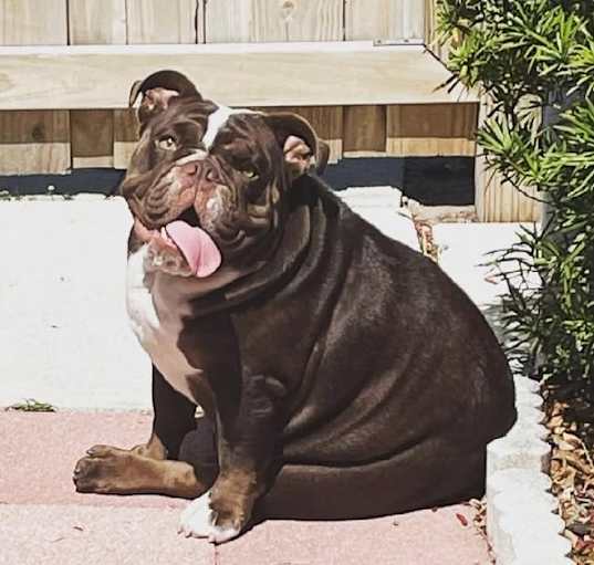 Photo of Piper