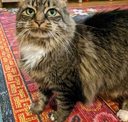 Photo of Marshmallow