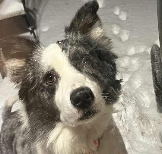 Photo of Topo