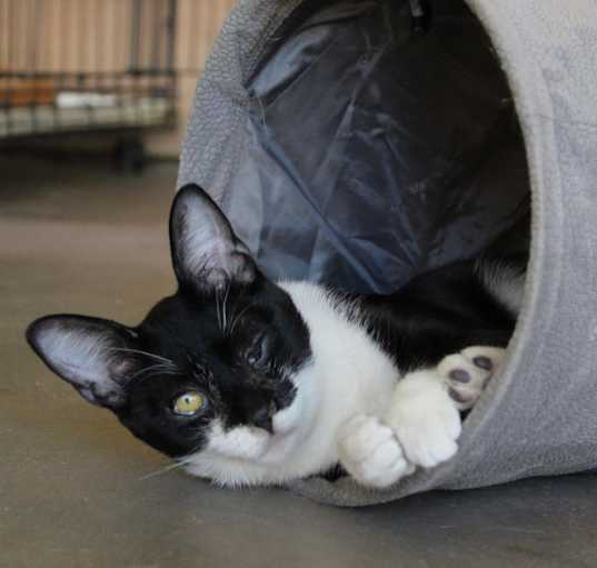 Photo of Peggy Sue