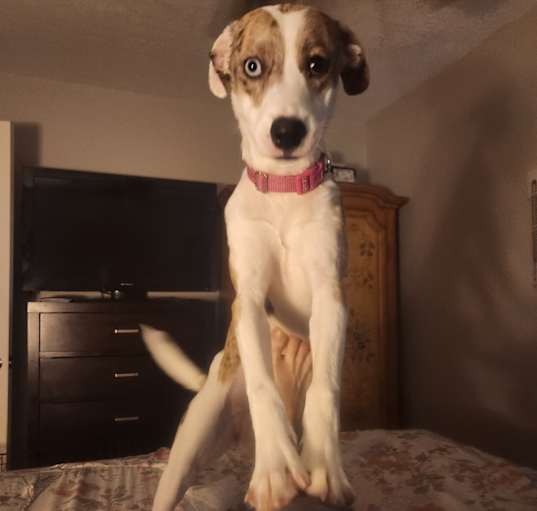 Photo of Bella