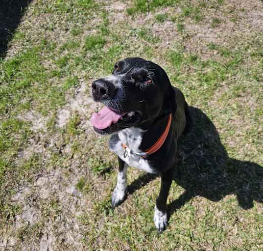 Photo of Ziggy