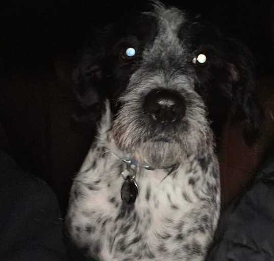 Photo of Chip
