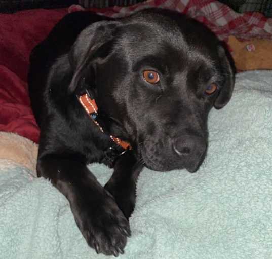 Photo of LILY