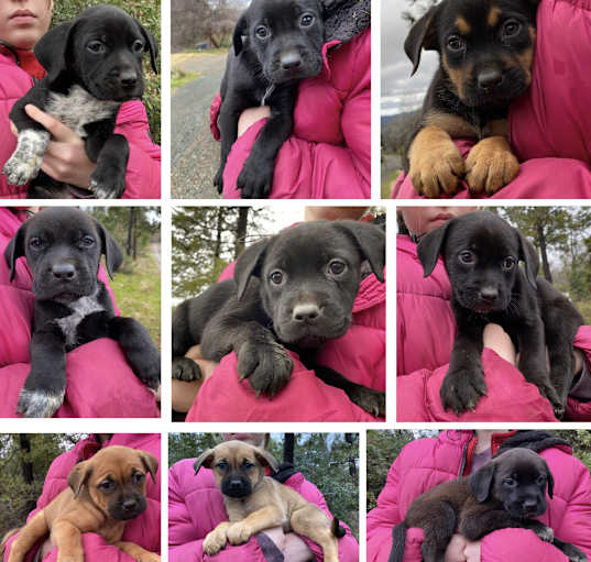 Photo of LILY’S PUPPIES BOYS