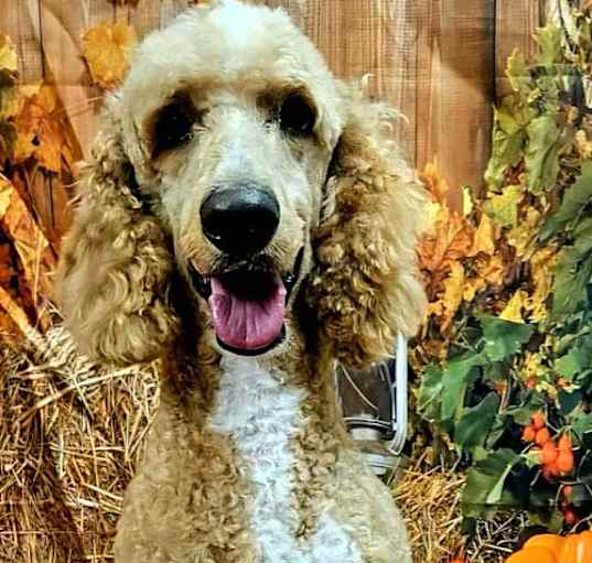 Photo of LOVEABLE LEVI